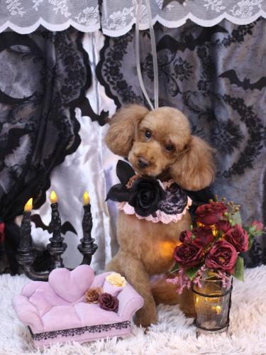 20231007マロンちゃん